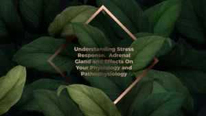 Read more about the article Understanding Stress Response. Adrenal Gland And Effects On Your Physiology And Pathophysiology
