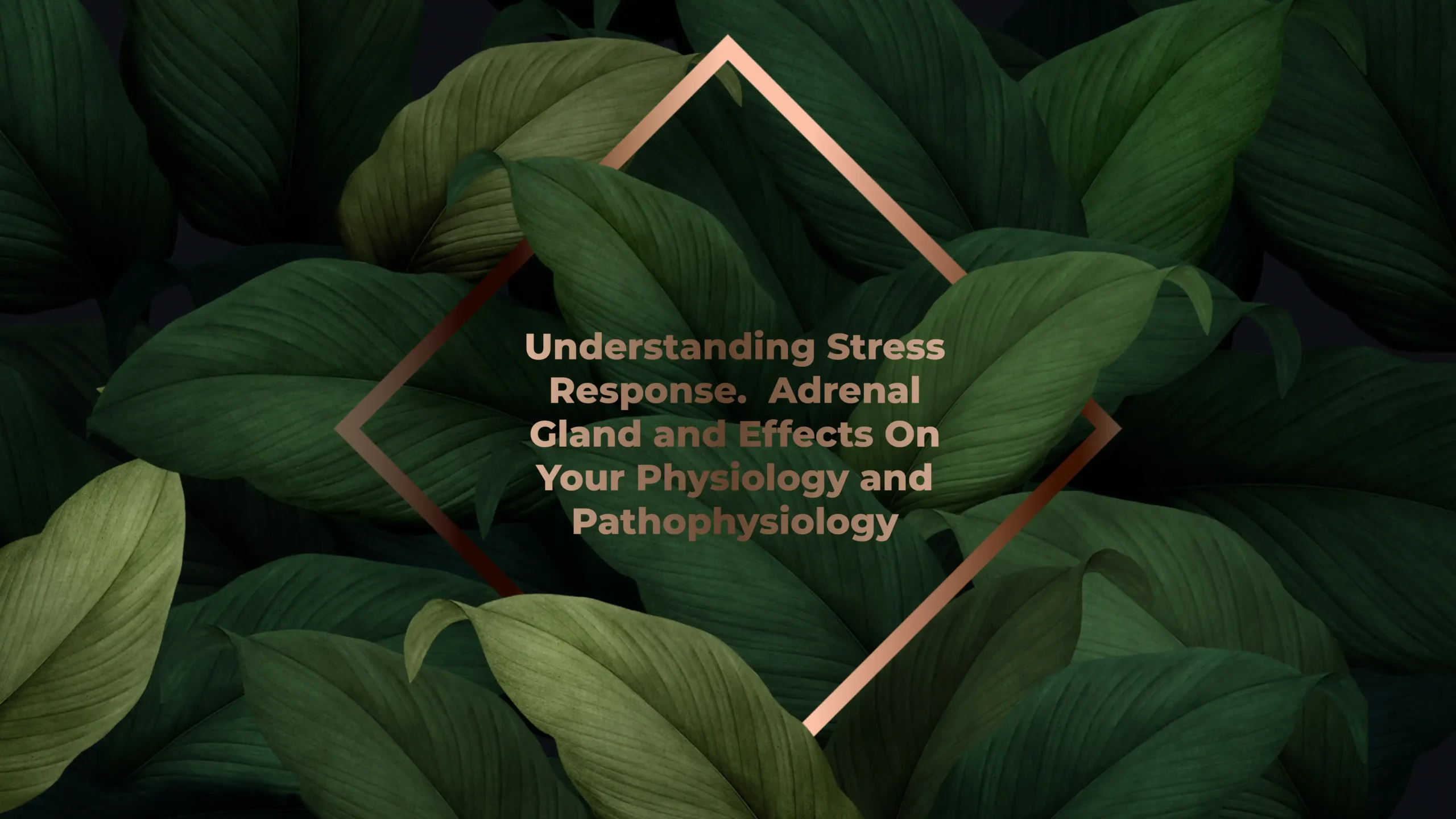 Understanding Stress Response. Adrenal Gland And Effects On Your Physiology And Pathophysiology